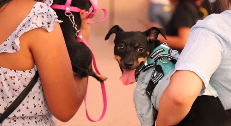 Conmemoran el Día del Perro en Caborca con desfile