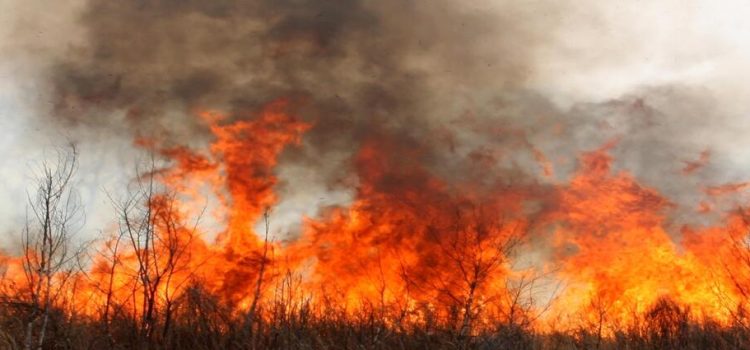 Incendios forestales han afectado 14 mil hectáreas en el estado