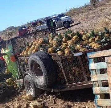 Hay rapiña de piña tras volcamiento de tráiler entre Caborca y Sonoyta