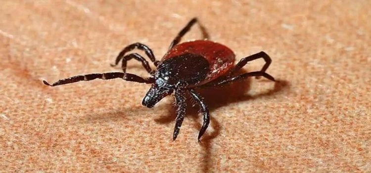 Van 40 casos de rickettsia registrados en Sonora este año Van 40 casos de rickettsia registrados en Sonora este año