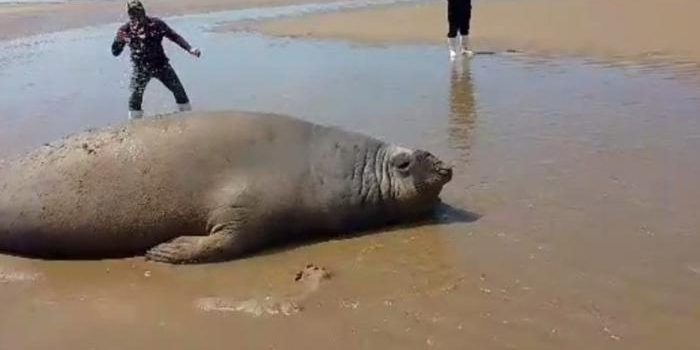 Localizan elefantes marinos en playas de Caborca ​​y piden no molestarlos