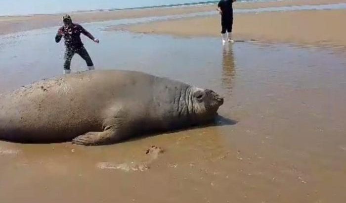 Localizan elefantes marinos en playas de Caborca ​​y piden no molestarlos