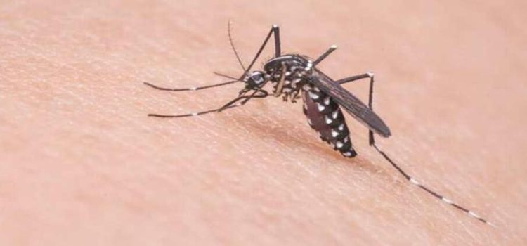 Dengue se mantiene sin casos activos en Sonora