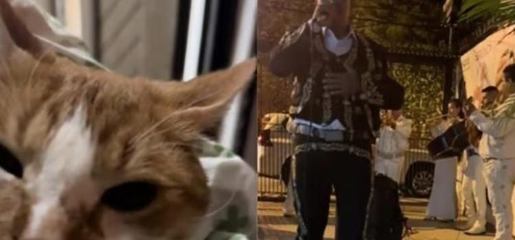 Le llevó serenata … a su gato