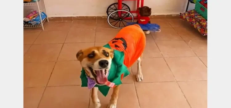 Tendrán mascotas pasarela de disfraces “de terror” en bazar con causa