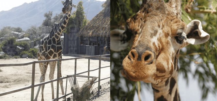 Centro Ecológico de Sonora jubilará a ‘Pancho’, jirafa del Eco Safari