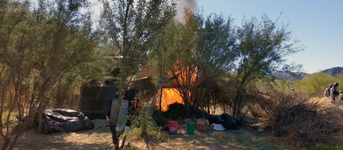 GN destruye plantío de marihuana en Piquito, Sonora