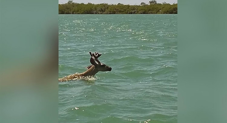 Captan a venado nadando en las Playas de Sonora