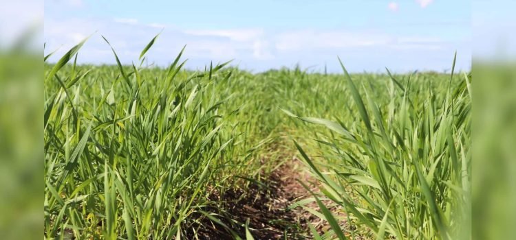 Inicia en Sonora la importación de trigo por productores y empresarios