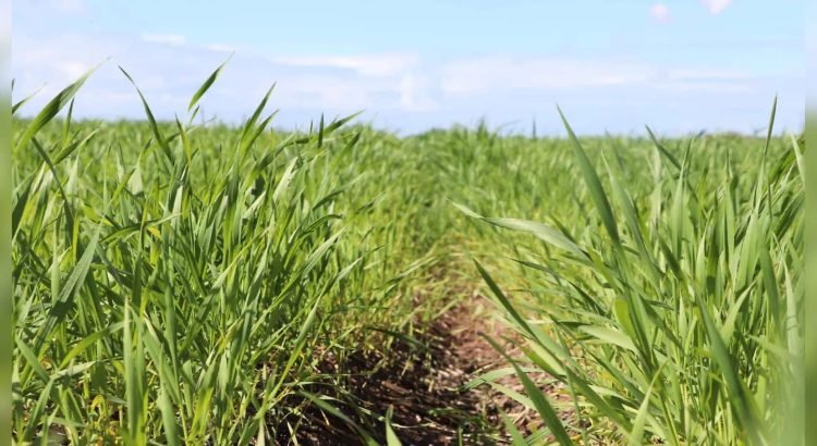 Inicia en Sonora la importación de trigo por productores y empresarios