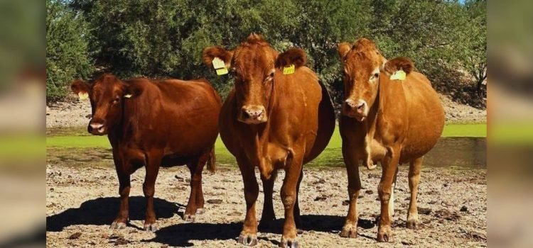 Ganaderos de Sonora pierden 4 millones de dólares diarios por cierre fronterizo
