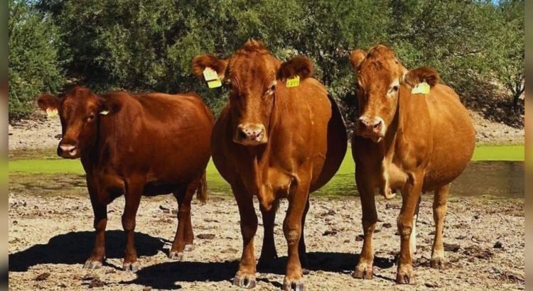 Ganaderos de Sonora pierden 4 millones de dólares diarios por cierre fronterizo