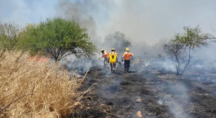 Sonora registra menos incendios forestales en 2025 que en años anteriores