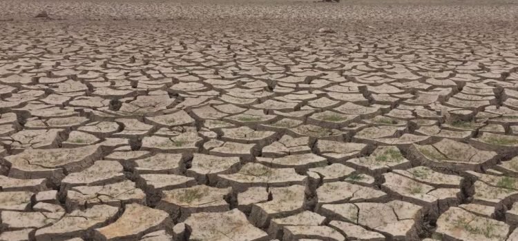 Amenaza sequía a Sonora; temen por producción agrícola y ganadera Amenaza sequía a Sonora; temen por producción agrícola y ganadera
