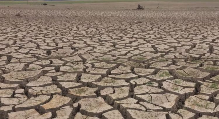 Amenaza sequía a Sonora; temen por producción agrícola y ganadera