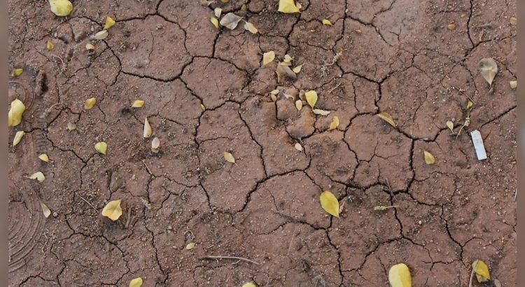 Así enfrenta Sonora la sequía: acciones de las autoridades estatales y municipales