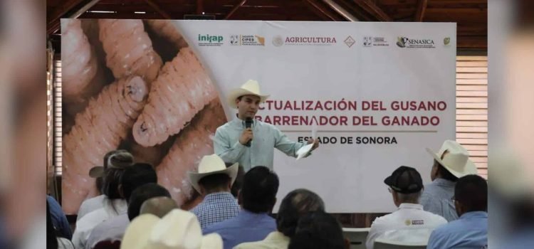 Refuerzan vigilancia en Sonora para mantener libre de gusano barrenador