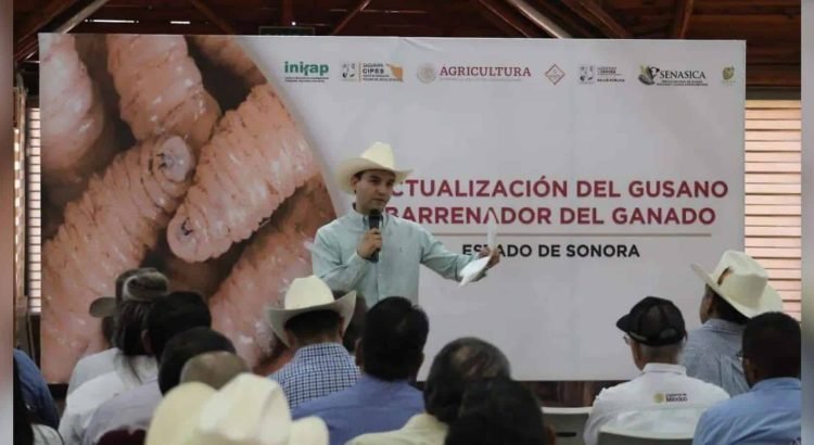Refuerzan vigilancia en Sonora para mantener libre de gusano barrenador