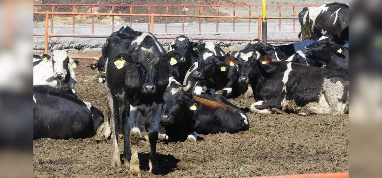Sonora tendrá primeros cruces de ganado a EU por Agua Prieta tras eliminarse restricción sanitaria