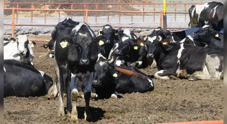 Sonora tendrá primeros cruces de ganado a EU por Agua Prieta tras eliminarse restricción sanitaria