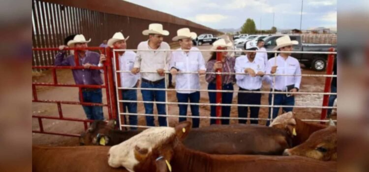Sonora reanuda exportación de ganado a EU; es el primer estado autorizado