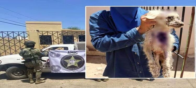 Rescatan en Caborca a perro Poodle víctima de maltrato y abandono
